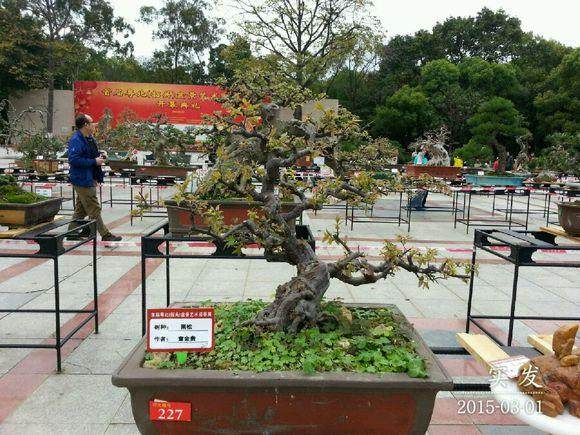 盆景店创业计划书