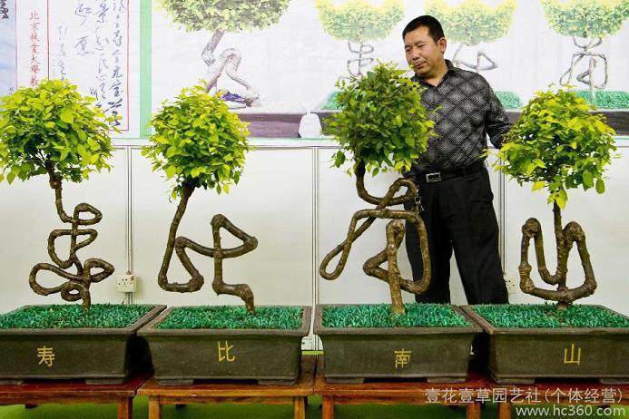 安徽淮南男子自创草书字盆景