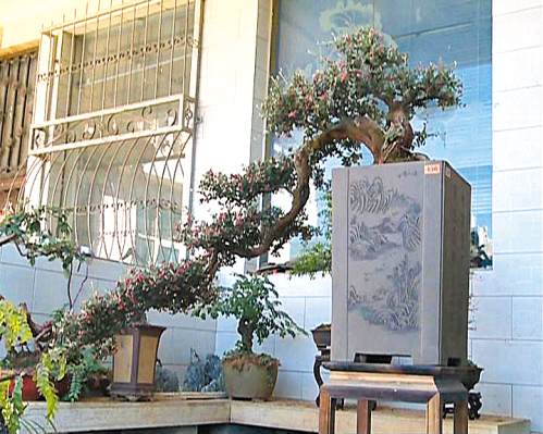 七都晚刊在盆景世界 品味艺术之美