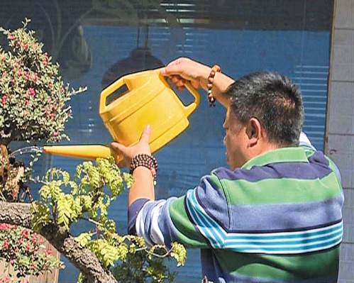 七都晚刊在盆景世界 品味艺术之美