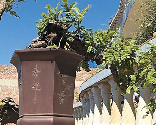 七都晚刊在盆景世界 品味艺术之美