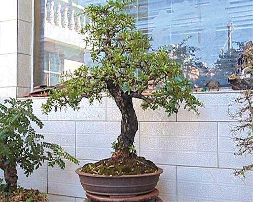 七都晚刊在盆景世界 品味艺术之美