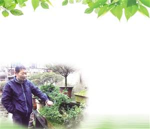 这棵千年黄杨盆景是曹建新的最爱之一