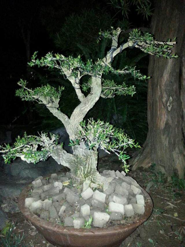 “瓜子黄杨”新成员