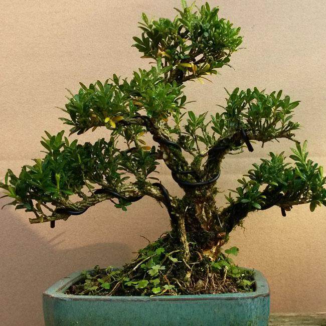 瓜子黄杨盆景价格暴涨近30倍 成摇钱树