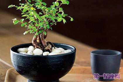 室内盆栽摆放风水知识及作用