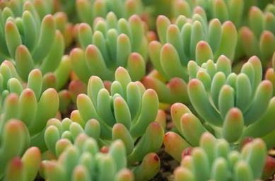 家里盆栽植物的风水论