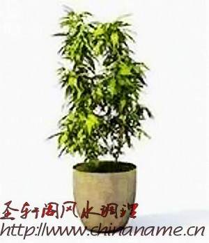 盆栽摆放家里的5个风水禁忌