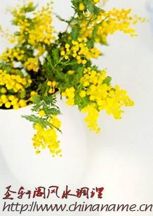 盆栽摆放家里的5个风水禁忌