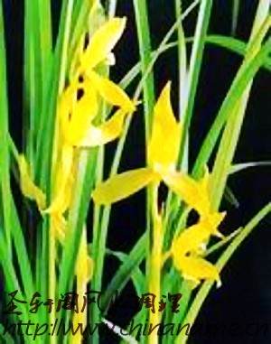 盆栽摆放家里的5个风水禁忌