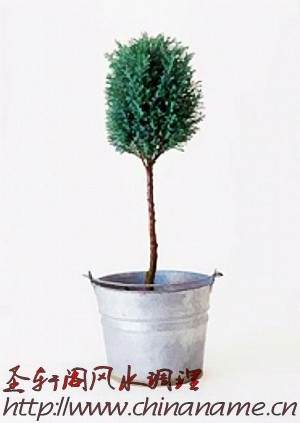 盆栽摆放家里的5个风水禁忌