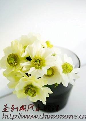 盆栽摆放家里的5个风水禁忌