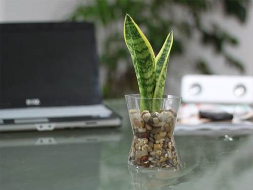 盆栽植物室内风水分析介绍