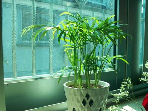 盆栽植物室内风水分析介绍