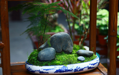 养盆栽需要讲究的3个风水禁忌