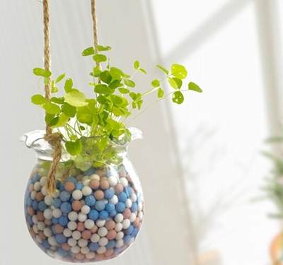 你造吗?这些盆栽能让卫生间风水更好!