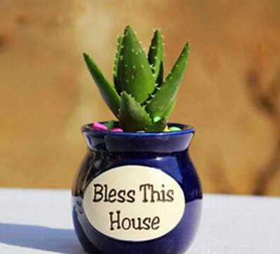 你造吗?这些盆栽能让卫生间风水更好!