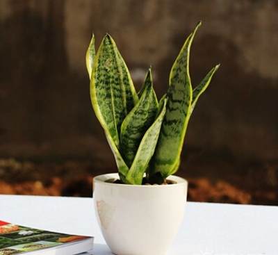 你造吗?这些盆栽能让卫生间风水更好!