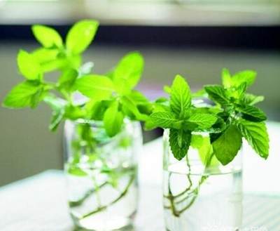 你造吗?这些盆栽能让卫生间风水更好!