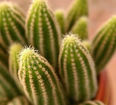 你造吗?这些盆栽能让卫生间风水更好!