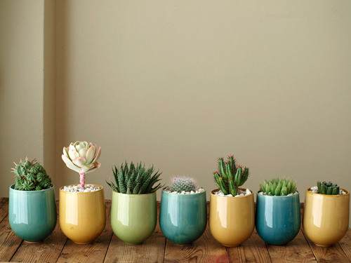 家里怎么摆放盆栽的风水布局