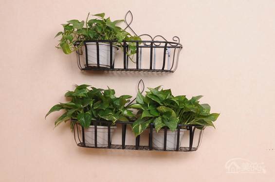 家里风水盆栽植物有哪些 图片