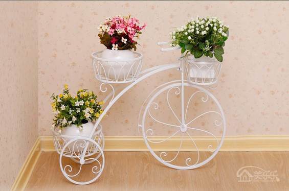 家里风水盆栽植物有哪些 图片