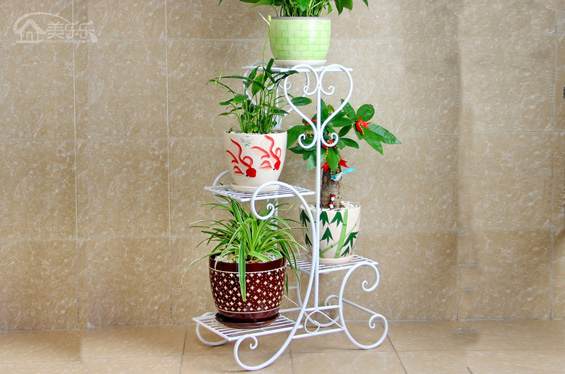 家里风水盆栽植物有哪些 图片