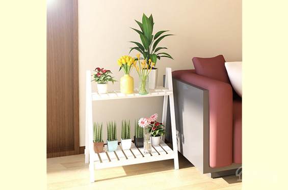 家里风水盆栽植物有哪些 图片