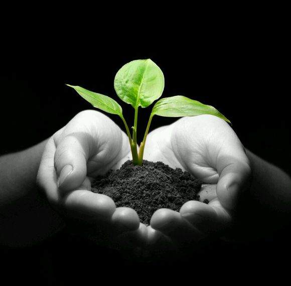 风水中各种植物和盆栽要小心运用