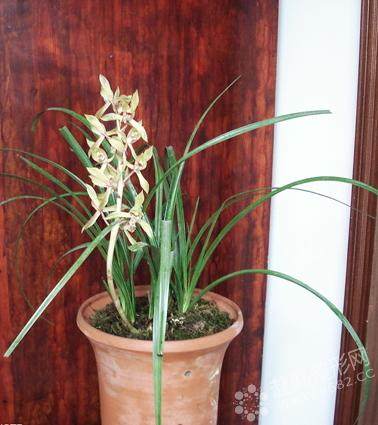 不能在室内放置的十一种盆景