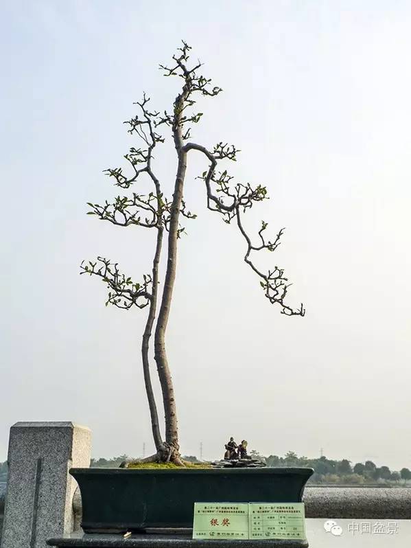 岭南盆景缩龙成寸 山林树木尽收尺盆中