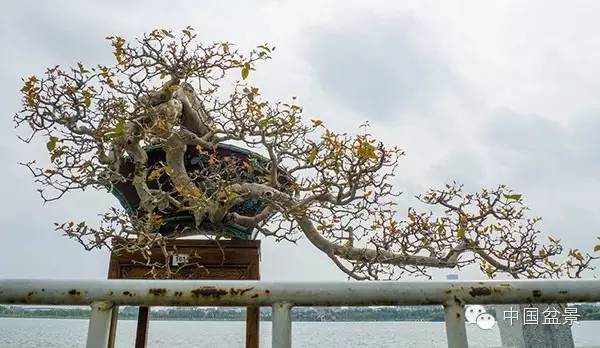 岭南盆景缩龙成寸 山林树木尽收尺盆中