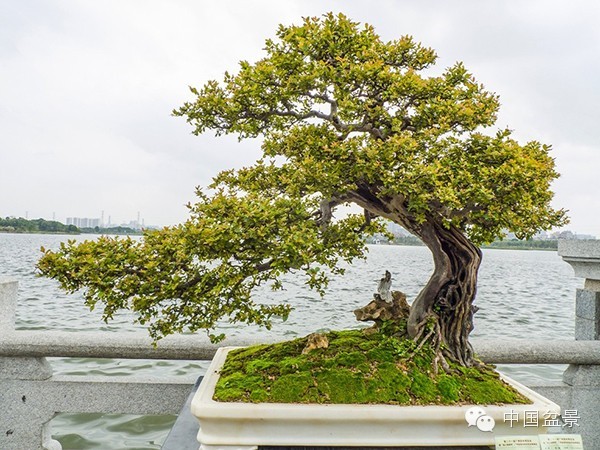 岭南盆景缩龙成寸 山林树木尽收尺盆中