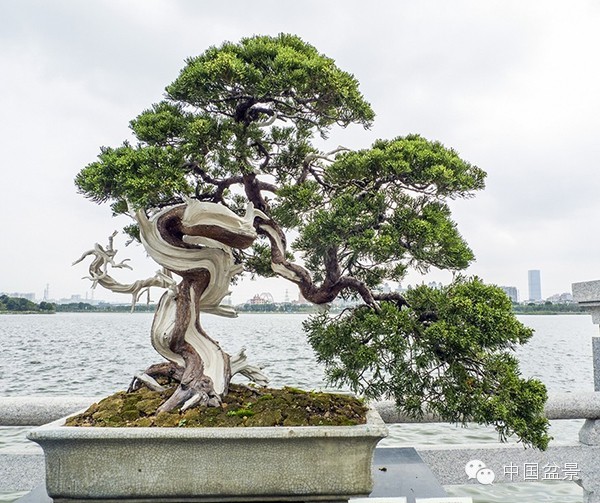 岭南盆景缩龙成寸 山林树木尽收尺盆中