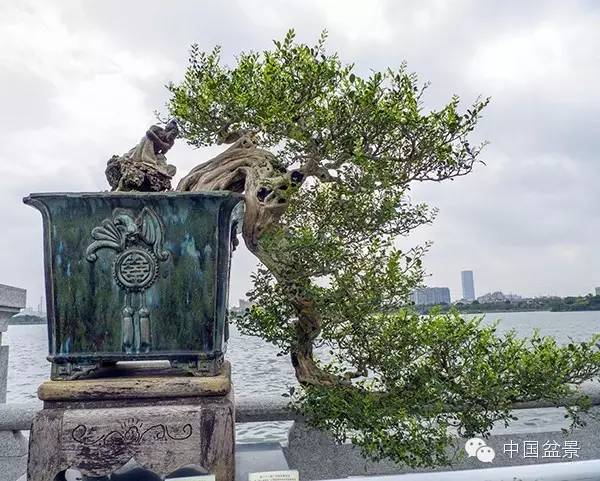 岭南盆景缩龙成寸 山林树木尽收尺盆中