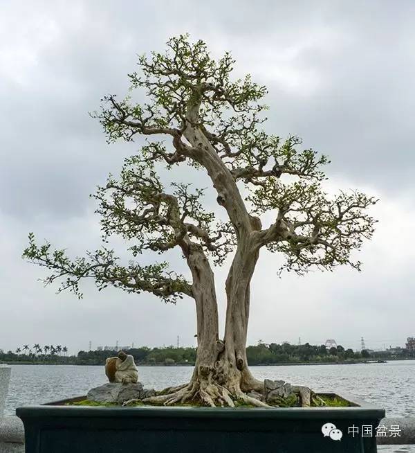 岭南盆景缩龙成寸 山林树木尽收尺盆中