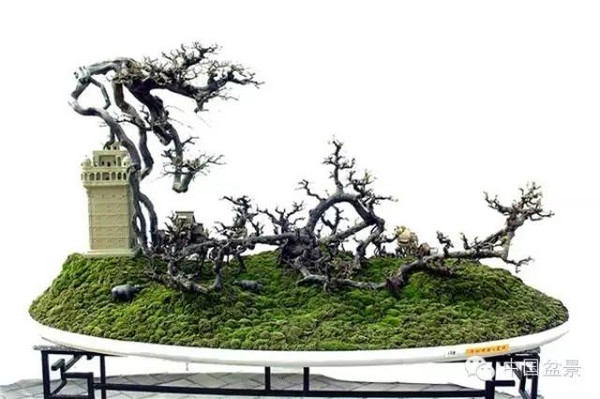 岭南盆景缩龙成寸 山林树木尽收尺盆中
