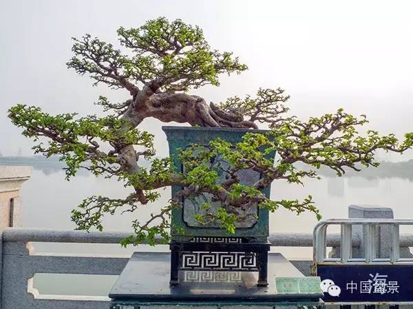 岭南盆景缩龙成寸 山林树木尽收尺盆中