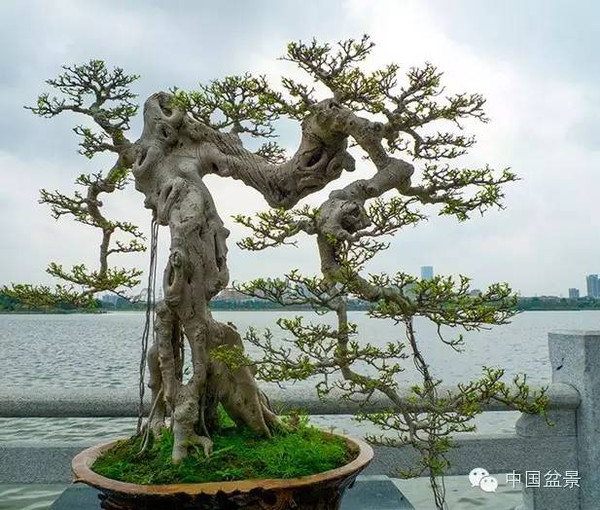 岭南盆景缩龙成寸 山林树木尽收尺盆中