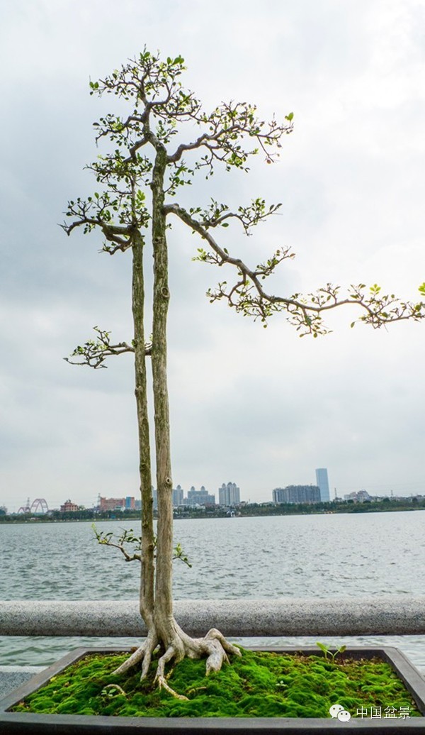 岭南盆景缩龙成寸 山林树木尽收尺盆中