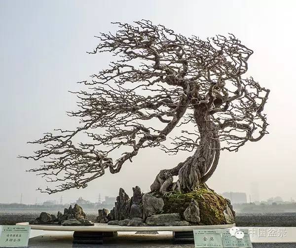 岭南盆景缩龙成寸 山林树木尽收尺盆中