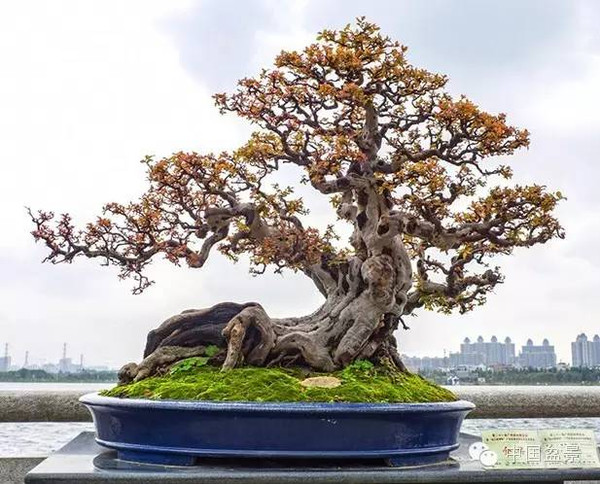 岭南盆景缩龙成寸 山林树木尽收尺盆中