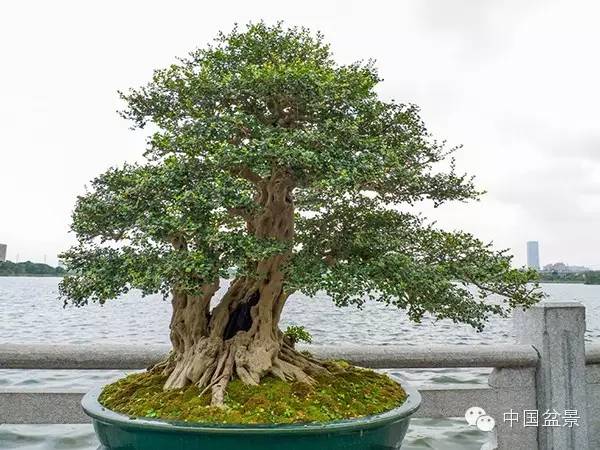 岭南盆景缩龙成寸 山林树木尽收尺盆中