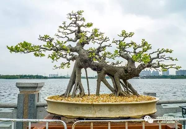 岭南盆景缩龙成寸 山林树木尽收尺盆中