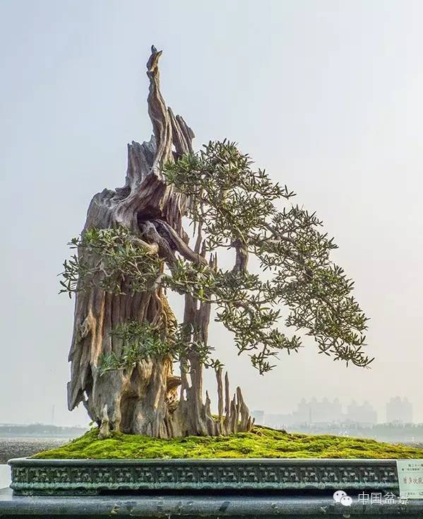 岭南盆景缩龙成寸 山林树木尽收尺盆中