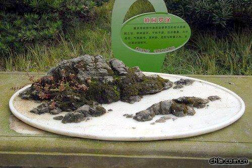 国庆大假 去杜甫草堂看盆景