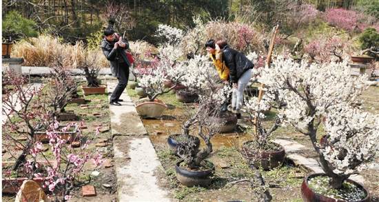 zjrb2015120800021v01b006.jpg 浙江川步村满庭花木深转型盆景种植