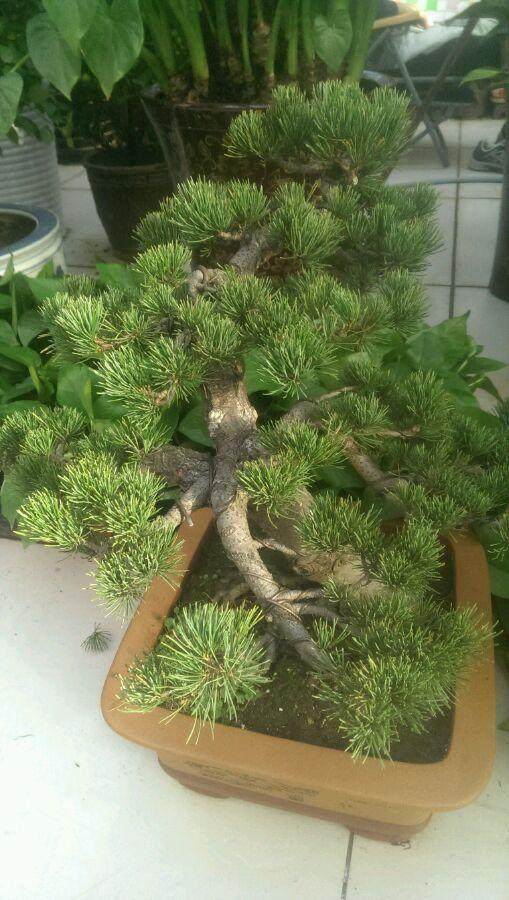 今冬唐山花卉盆景市场畅销