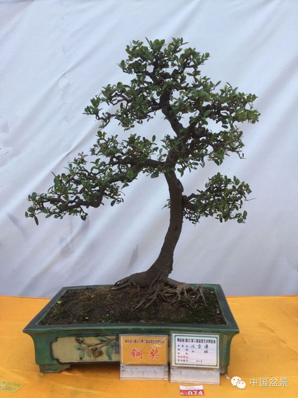 粤桂港第二届盆景艺术博览会铜奖作品欣赏